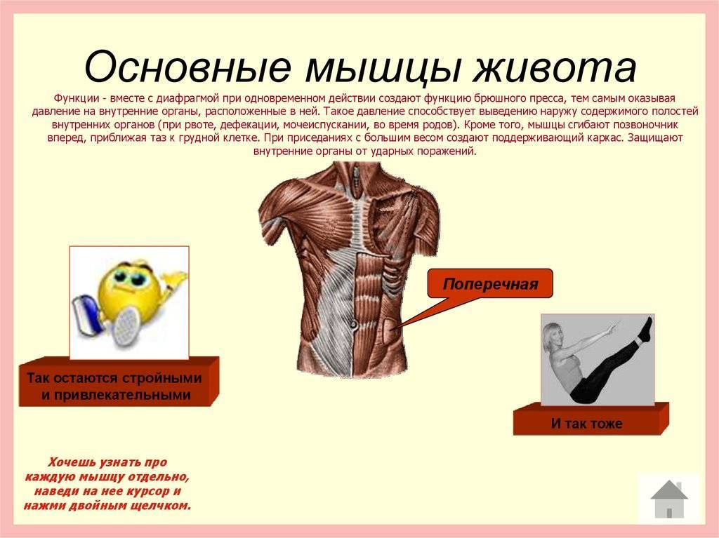 Функции мышц живота - мышцы и фасции живота - мышечная система - атлас анатомии человека - г.л. билич 2014