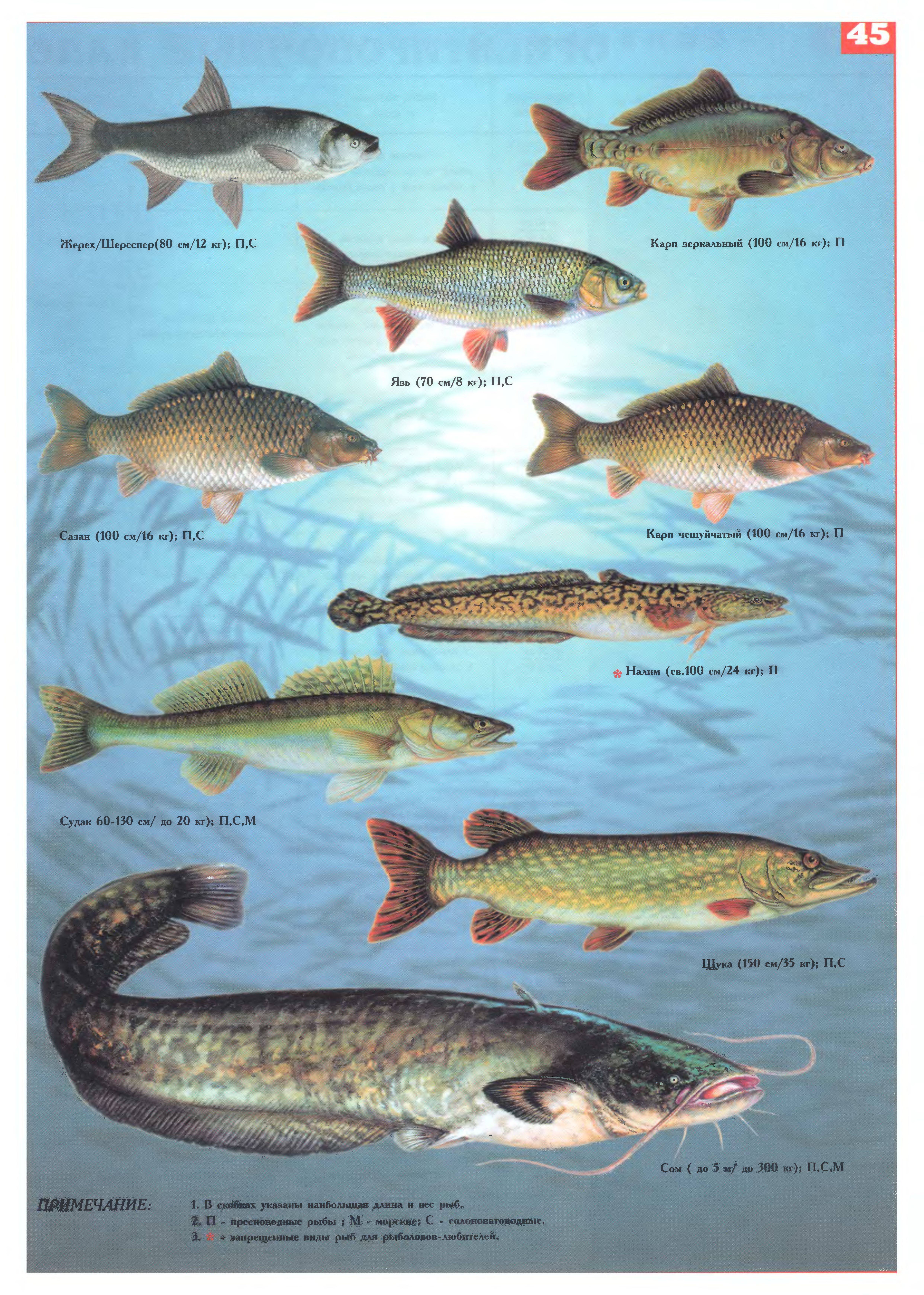 Какая рыба водится в дону. 71 вид самых разнообразных рыб