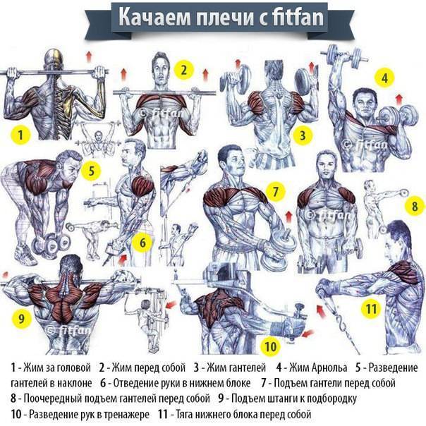 Упражнения для гармоничного развития плечевого пояса