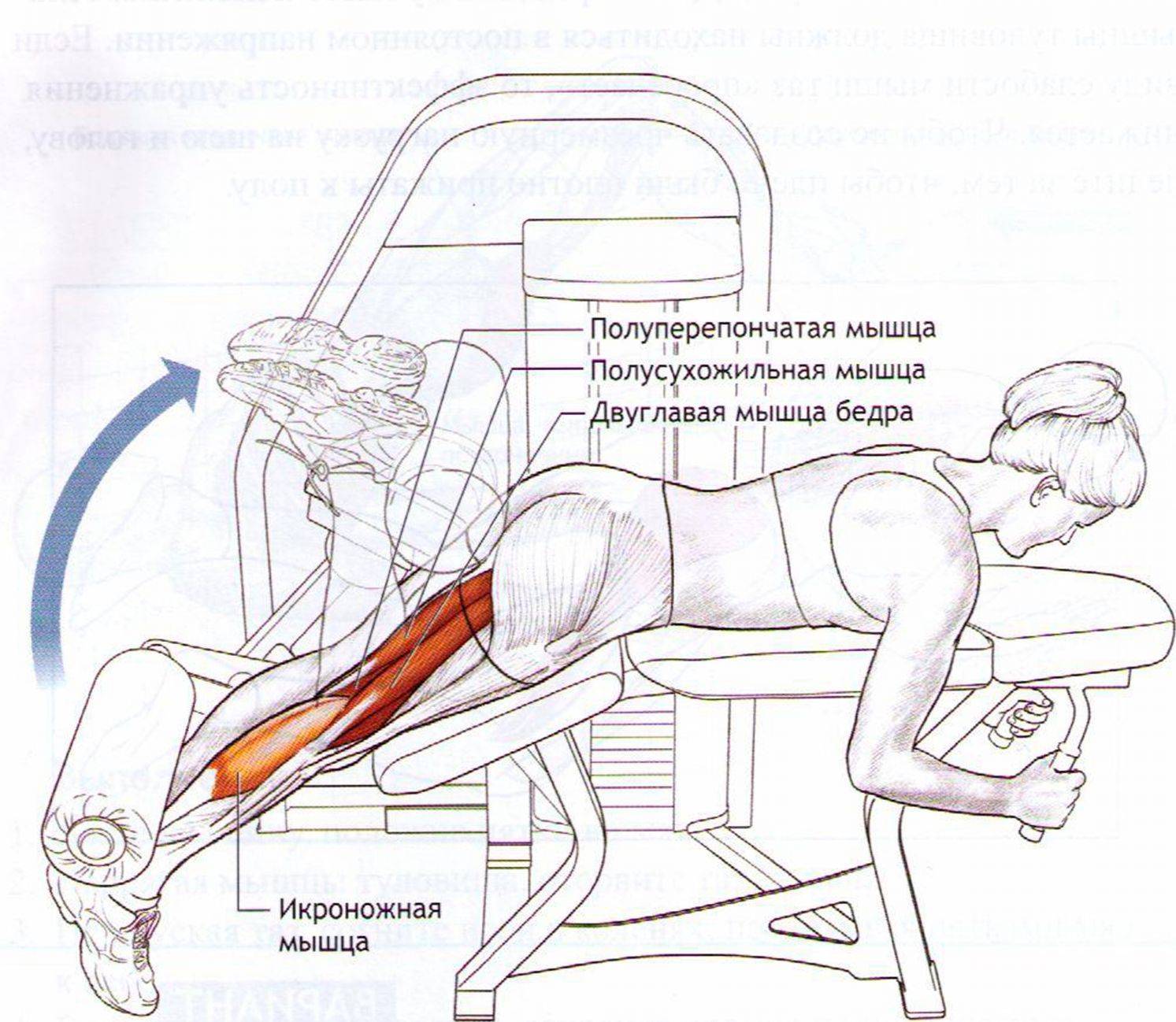 Жим ногами: платформы в тренажере лежа и сидя - техника выполнения, постановка ног