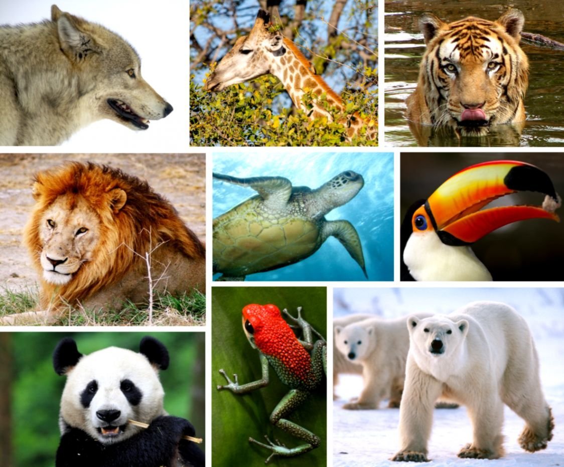 Все животные мира список и фото