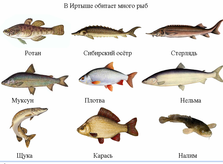 ???? хищные виды рыб: список, самые крупные и маленькие