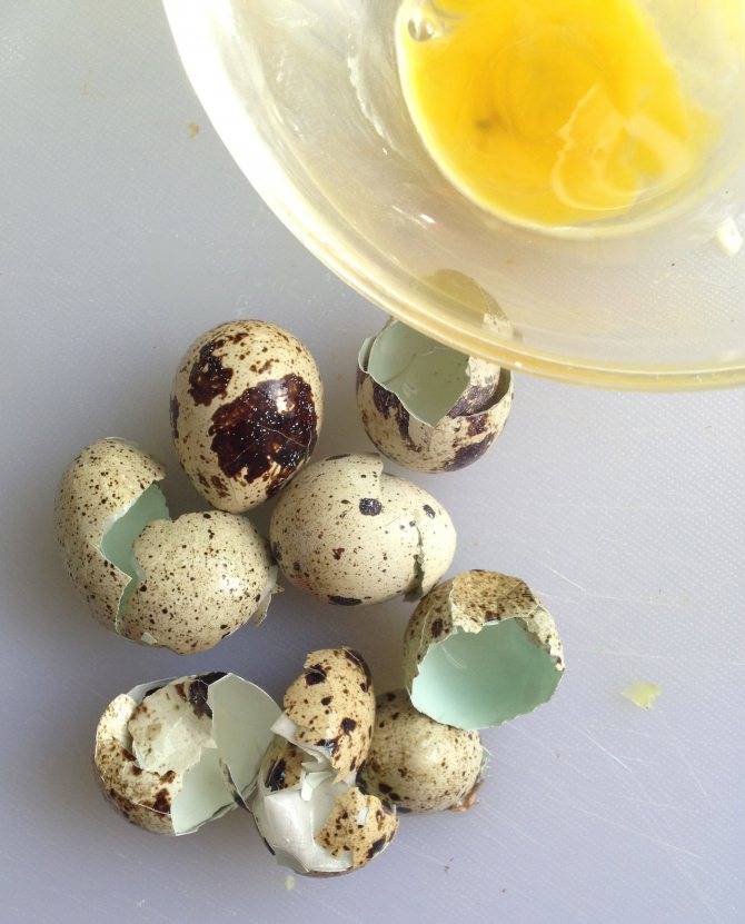 Сколько яиц несет перепелка и 3 других важных вопроса — agroxxi