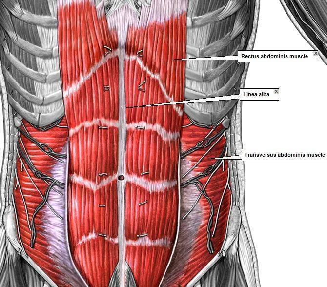 Анатомия и эффективный тренинг мышц брюшного пресса