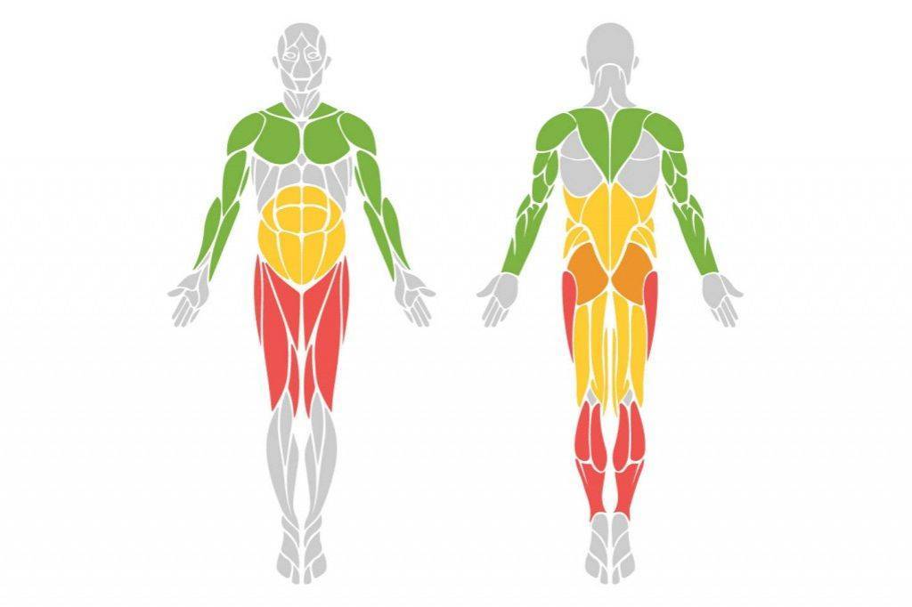 Какие мышцы работают при езде на велосипеде, прокачка ног и туловища