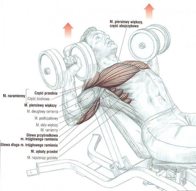 Кроссовер — изолированное упражнение для мышц груди