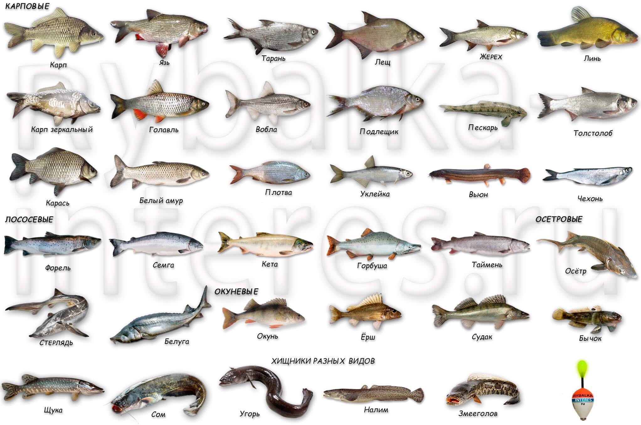 Список речной рыбы