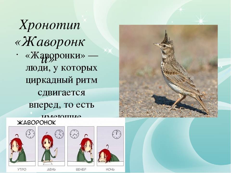 Биоритмы: совы, жаворонки, голуби - астро-кот.ру