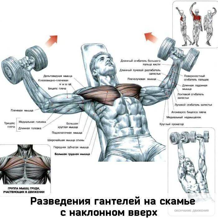 Как накачать внутреннюю часть грудных мышц: лучшие упражнения и рекомендации к тренингу
