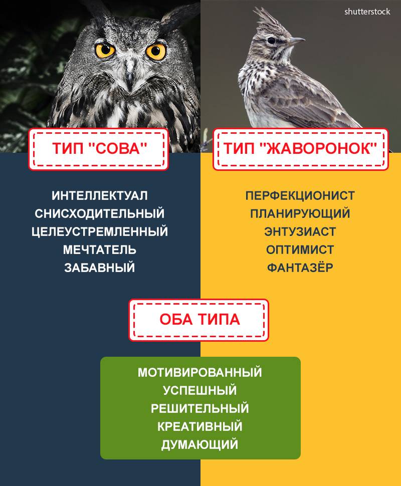 Ученые рассказали, как за три недели из «совы» превратиться в «жаворонка» - hi-news.ru