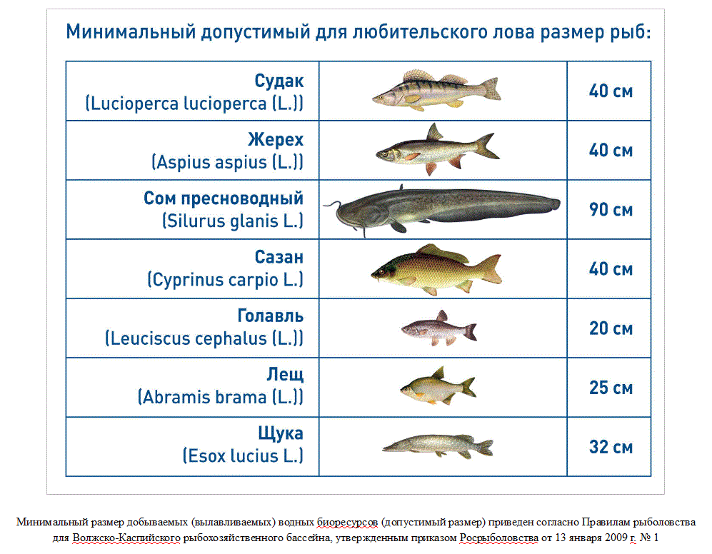 Зимняя рыбалка в оренбурге | новости оренбурга