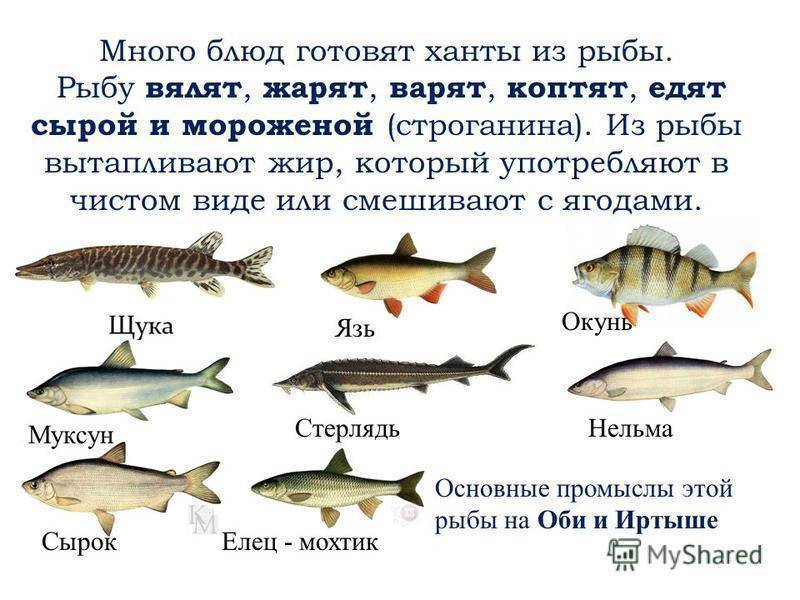 Рыбалка в пермском крае: лучшие места на карте топ-10