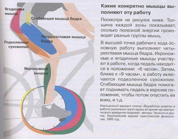 Какие мышцы работают при езде на велосипеде - обзор от fitnessera.ru