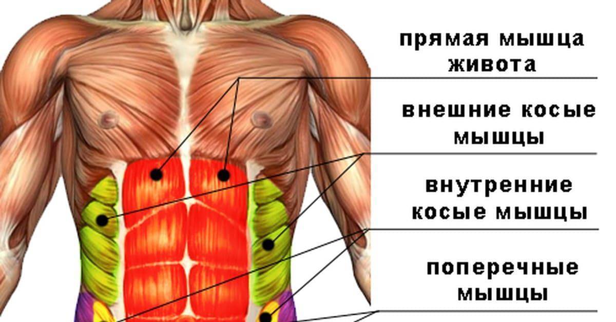 Анатомия мышц живота,прямая мышца живота,косые мышцы живота