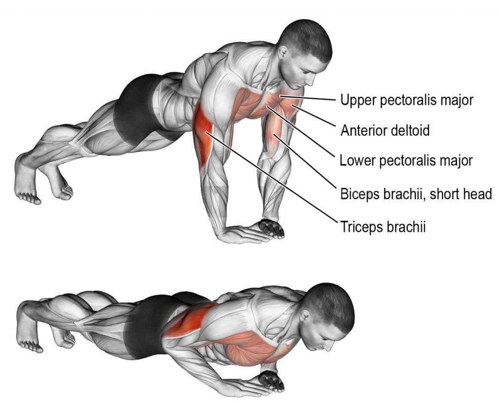 Отжимания: какие мышцы качаются, все виды отжиманий