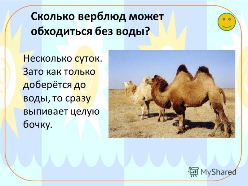 Интересно узнать — сколько воды выпивает верблюд за раз?