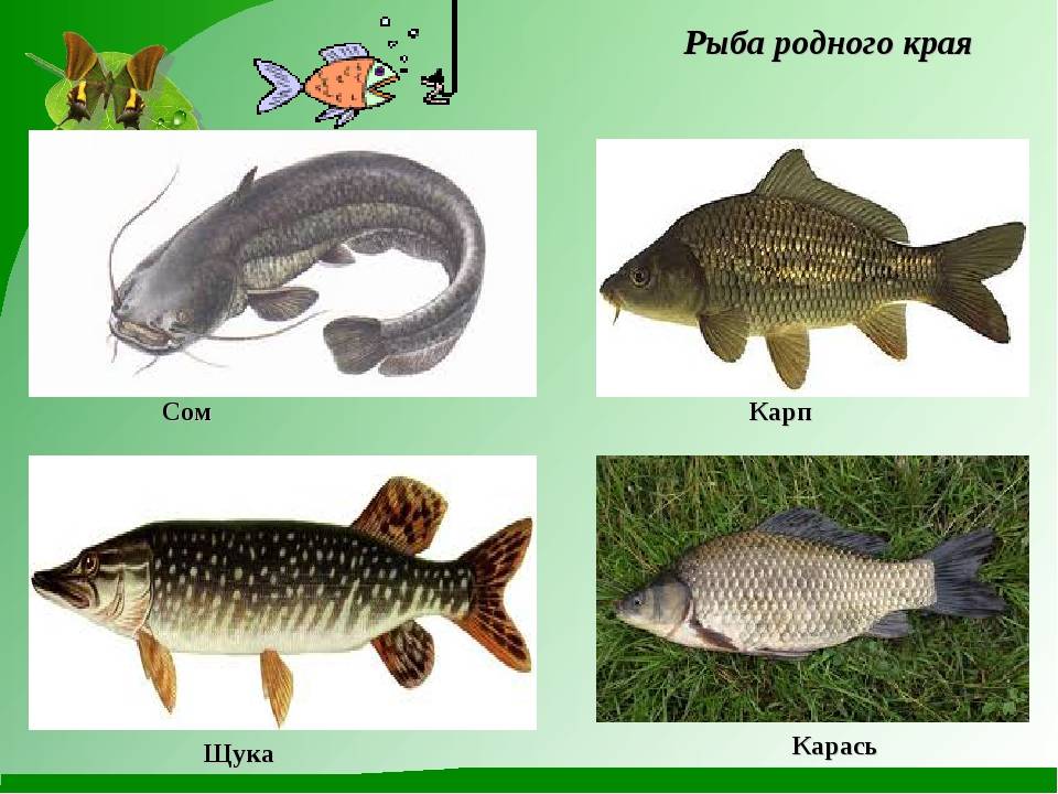 Рыбы байкала. описание, особенности, названия и фото видов рыбы в байкале