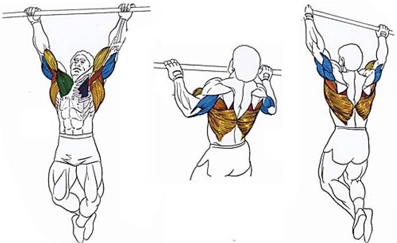 Какие мышцы работают при подтягиваниях широким хватом?