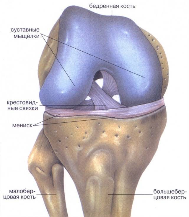 Повреждение менисков, лечение мениска колена.