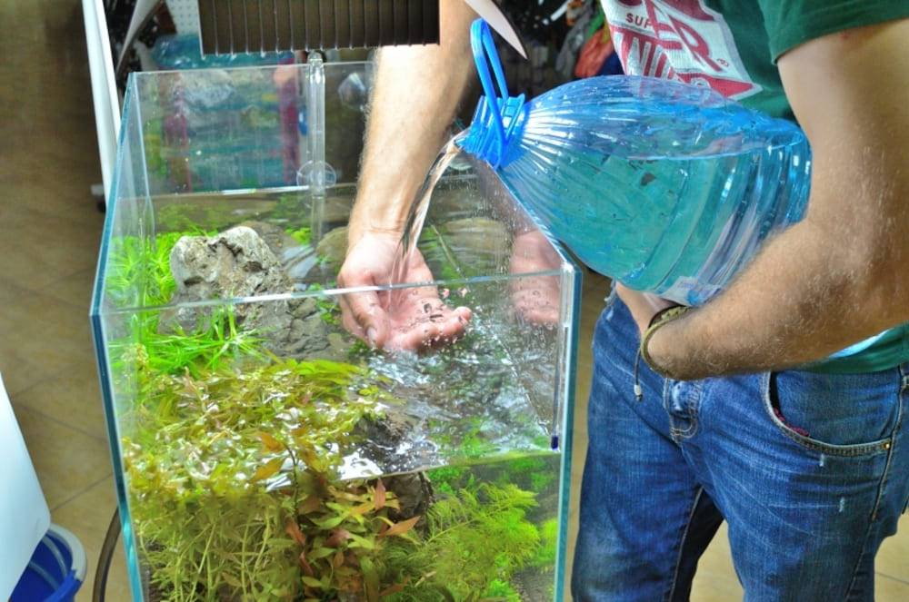 Вода в аквариуме — как выбрать и почему мутнеет или зеленеет