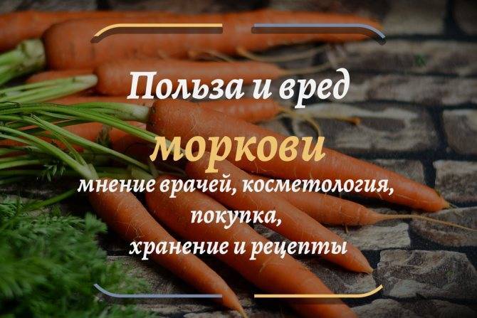 Морковь. Оранжевый источник красоты и здоровья