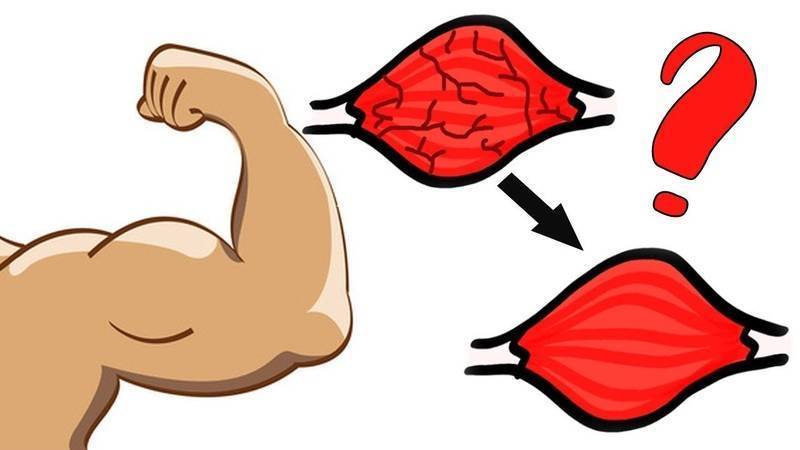 Как растут мышцы после тренировки у спортсменов: физиология и принципы роста