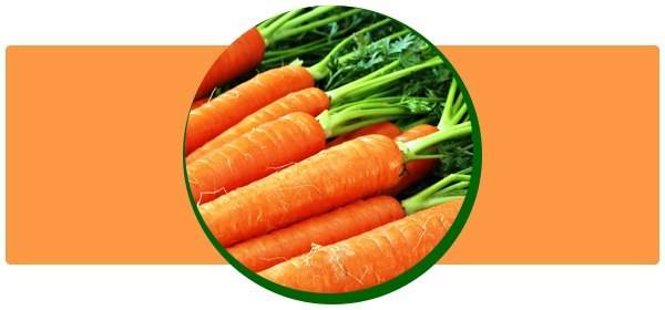 Почему морковка стала оранжевой? до 19 века морковь была фиолетовой!