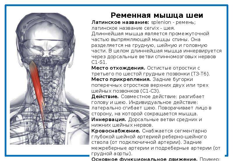 Боль в шее – основные причины боли в шее, сопутствующие заболевания | мотрин®