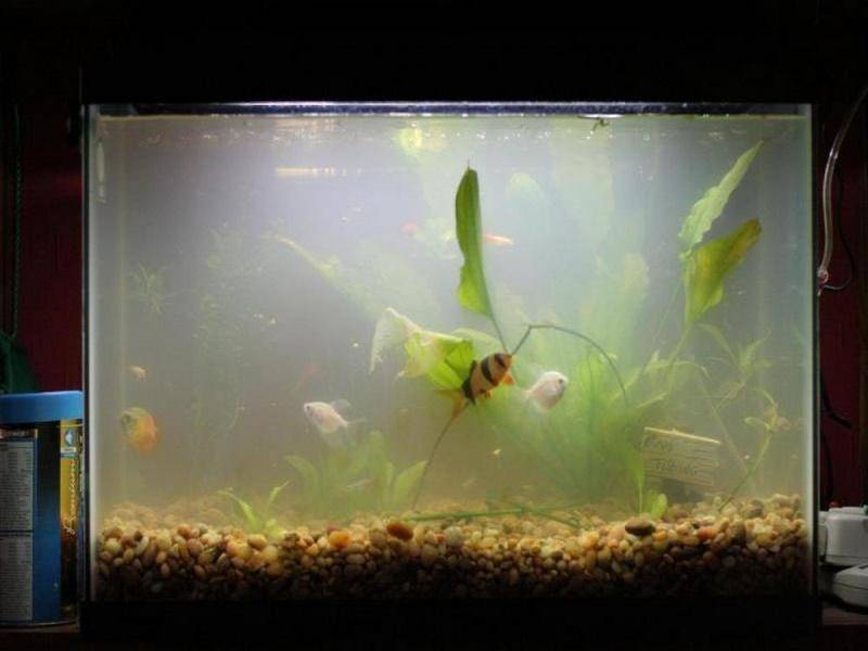 Почему пахнет вода в аквариуме и что делать с этим
