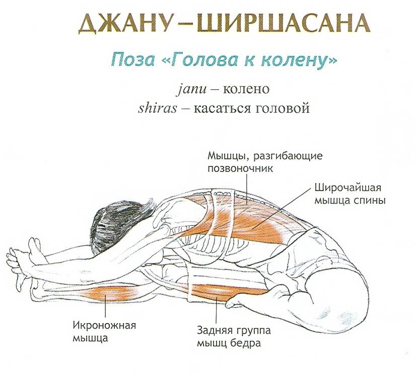 Джану ширшасана или поза головы к колену в йоге: техника выполнения, польза, противопоказания
