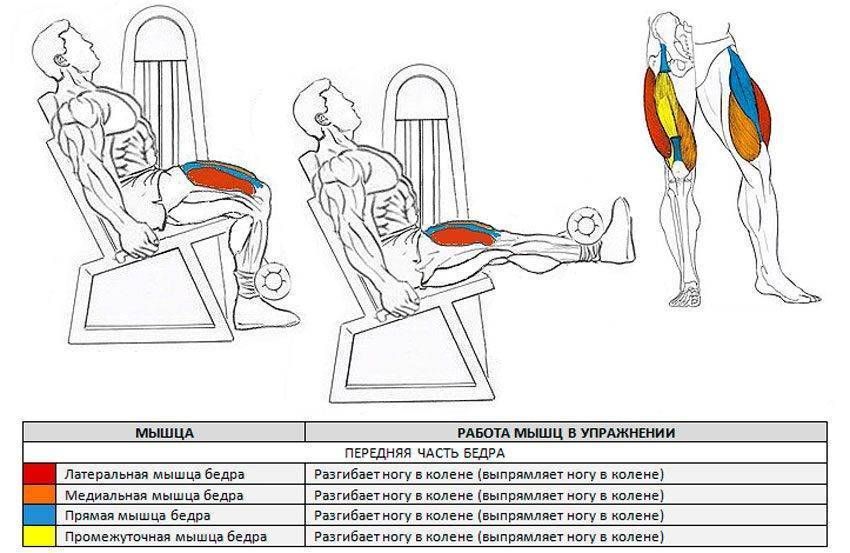 Разгибание ног в тренажере, какие мышцы работают, схема тренировок