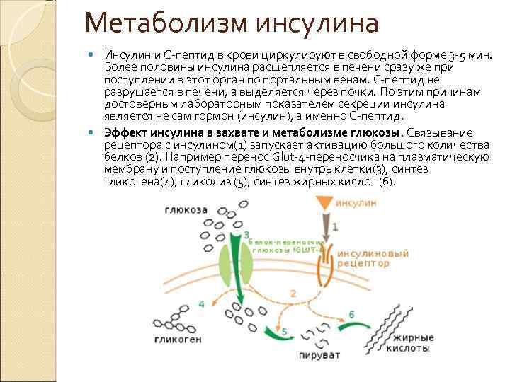 Инсулинорезистентность при ожирении: причины и последствия | лавренова | ожирение и метаболизм