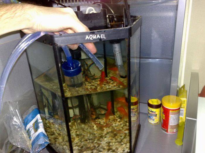 Как менять воду в аквариуме: доступные способы