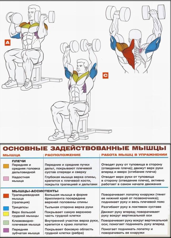 Жим гантелей сидя: техника выполнения упражнения, эффективность - tony.ru