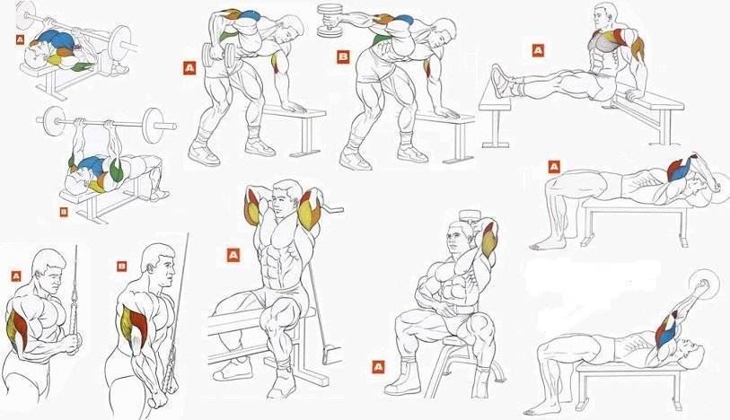 Упражнения на трицепс с гантелями: как накачать мышцы быстро | playboy