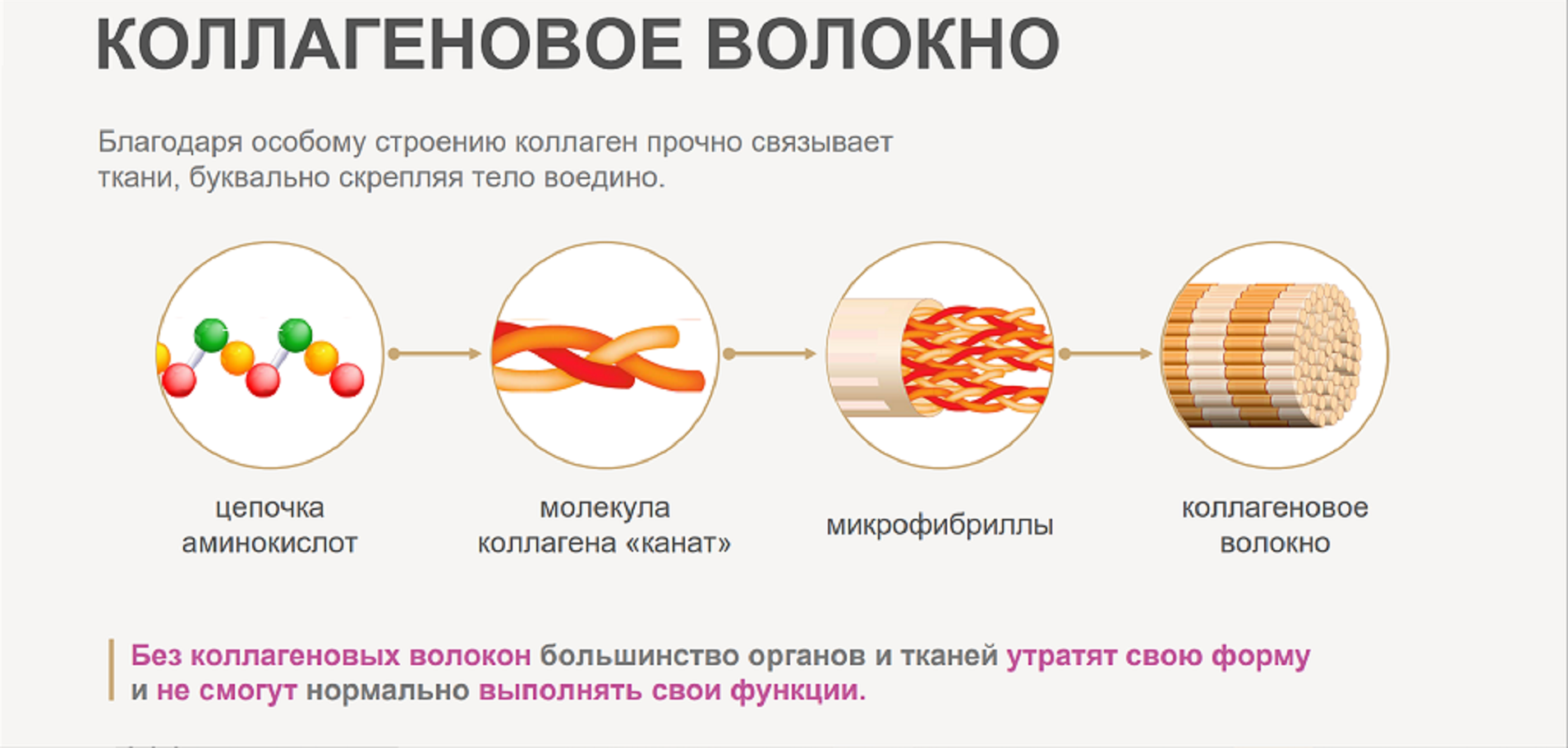 Коллаген для чего. Функции коллагена в организме. Крлланен н в организме функции. Эластин функции в организме.