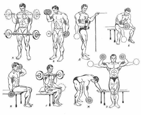 Комплекс лучших базовых и изолирующих упражнений на трицепсы | rulebody.ru — правила тела
