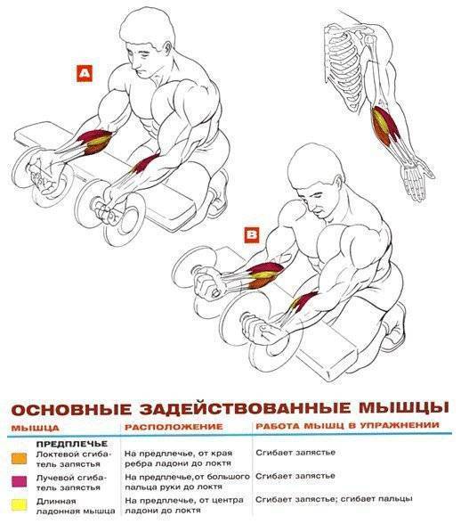 Упражнения для рук для женщин в домашних условиях - укрепление и подтяжка мышц