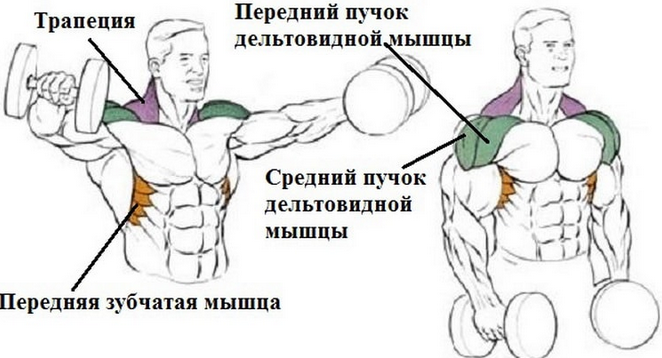 Пучок дельтовидной мышцы. Передний пучок дельтовидной мышцы упражнения. Упражнения для дельтовидной мышцы плеча. Упражнения на пучки дельтовидных мышц. Упражнения на средний пучок дельт плеч.