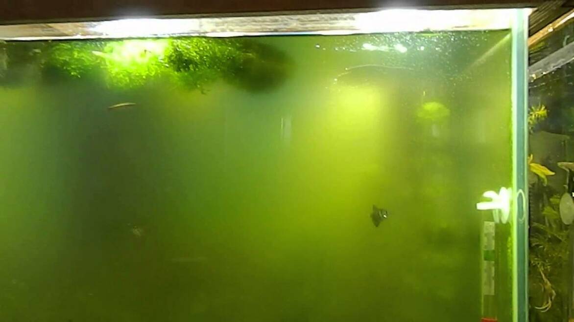 Почему воняет вода в аквариуме и от чего появляется запах?