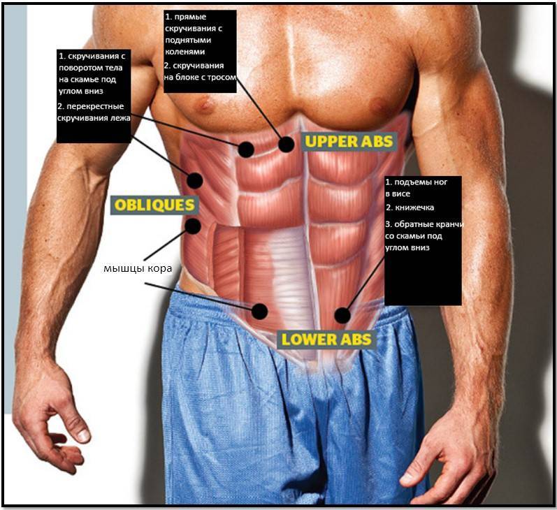 Прямая мышца живота: анатомия, функции, упражнения для женщин и мужчин