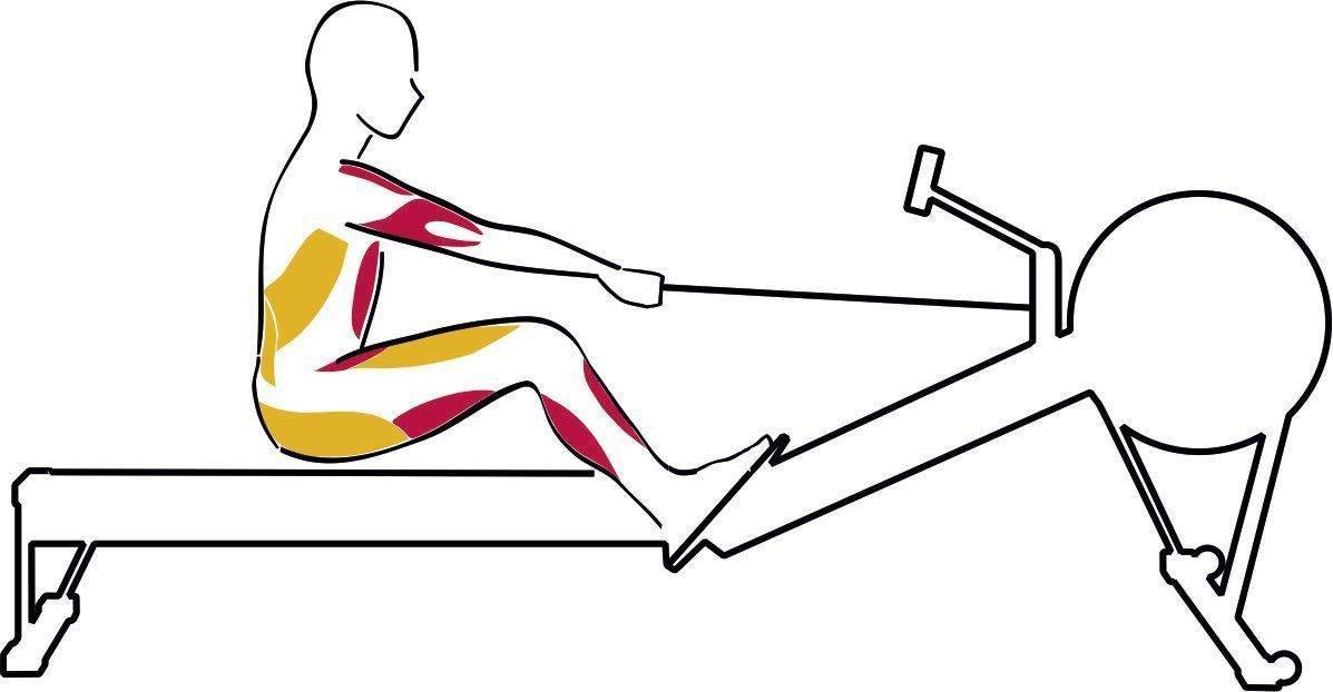 Тренажер "гребля": как правильно заниматься, какие мышцы работают