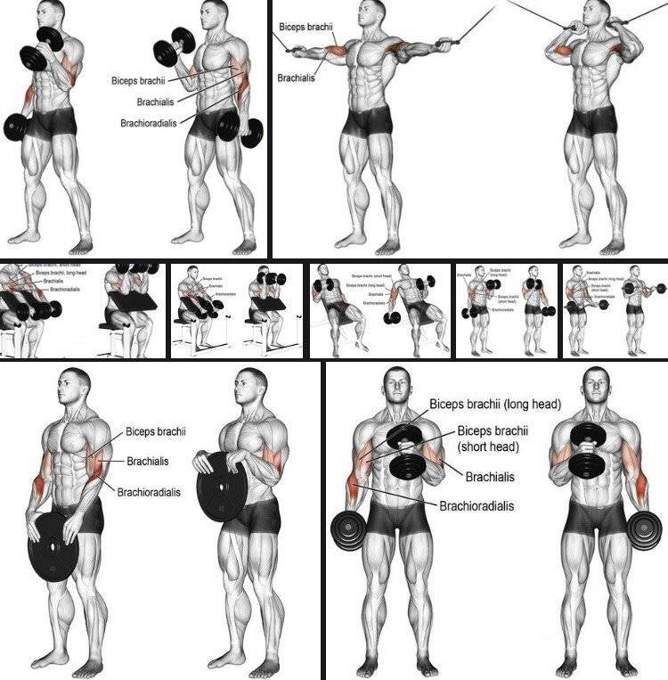 Тренировка рук на массу: базовые упражнения для больших рук
