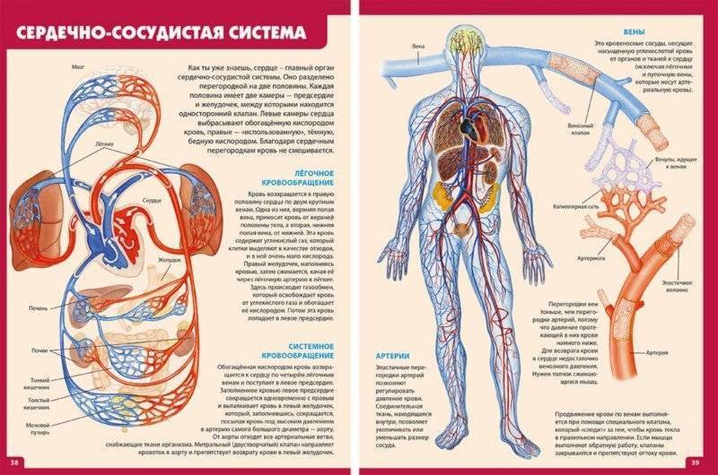 Сердечно сосудистая система рисунки