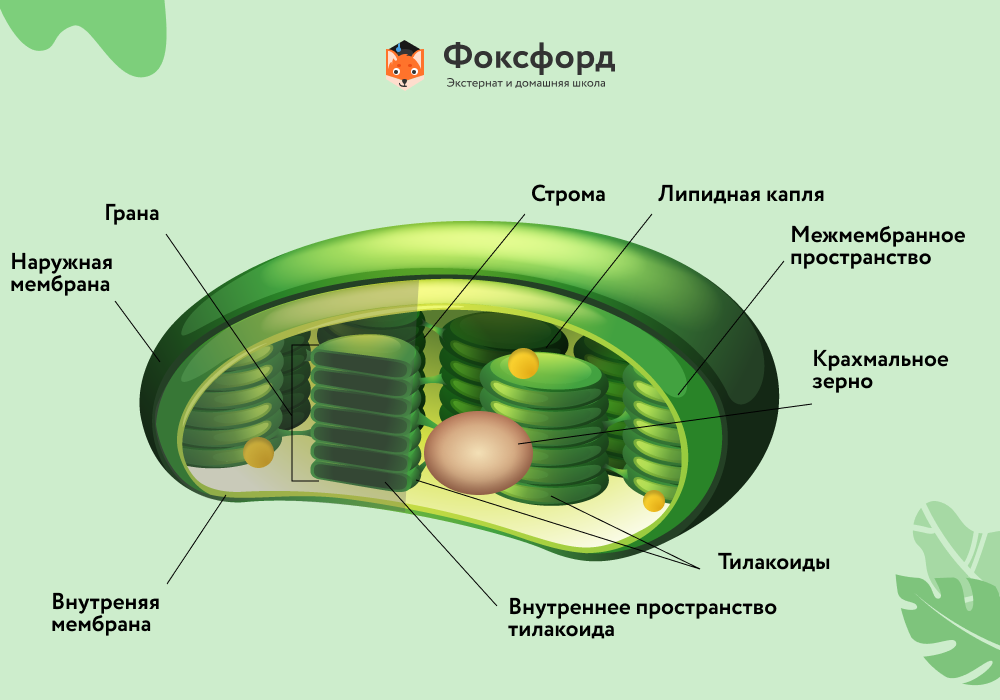 Процесс в строме хлоропласта. Строение хлоропласта фотосинтез. Строение клетки хлоропласты. Клеточная мембрана хлоропласта. Схема строения хлоропласта рисунок.