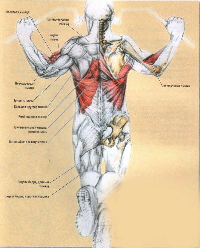 Какие мышцы больше. Группы мышц на турнике. Мышцы при подтягивании. Подтягивания анатомия. Турник какие мышцы.