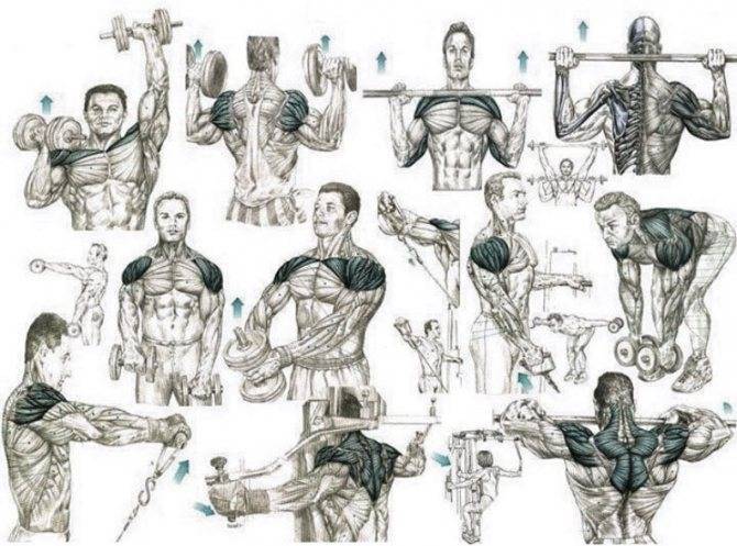Лучшие упражнения на плечи: программа тренировочного дня