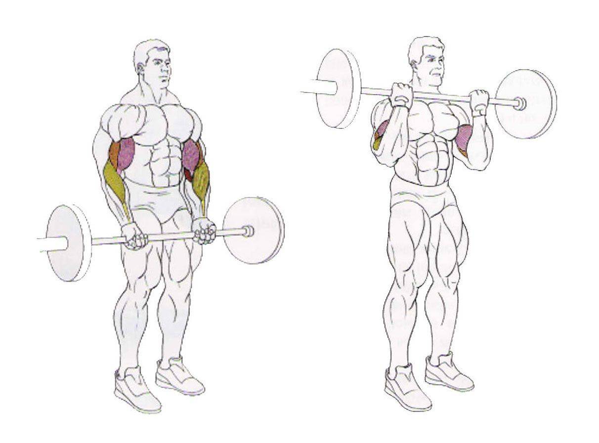 Подъем штанги на грудь стоя: техника выполнения, какие мышцы работают