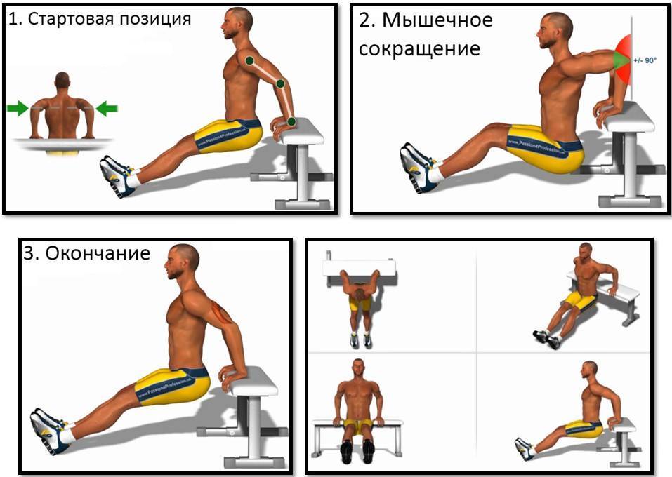 Обратные отжимания от скамьи и пола: тренировка трицепсов | rulebody.ru — правила тела