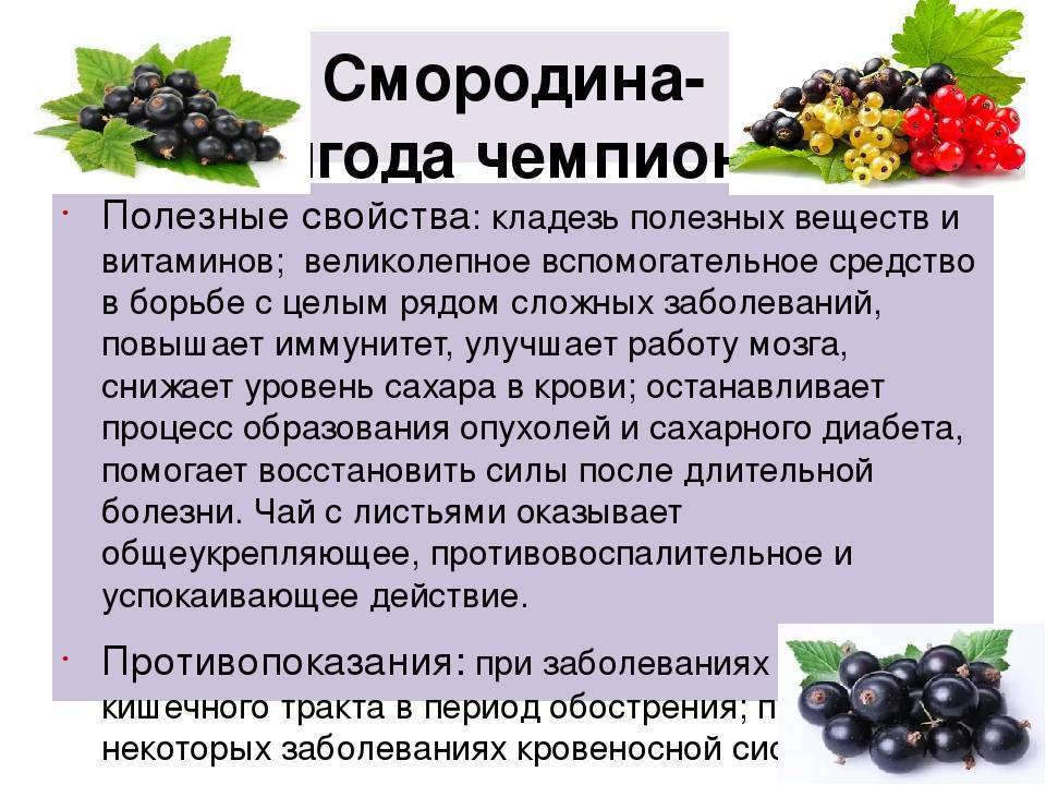 Крыжовник: полезные свойства «северного винограда»